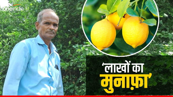 Lemon farming made a farmer a millionaire,