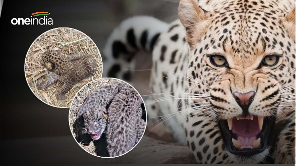 woman picked up cub in her lap thinking it was a cat, then came threat from the female leopard, know how she faced death
