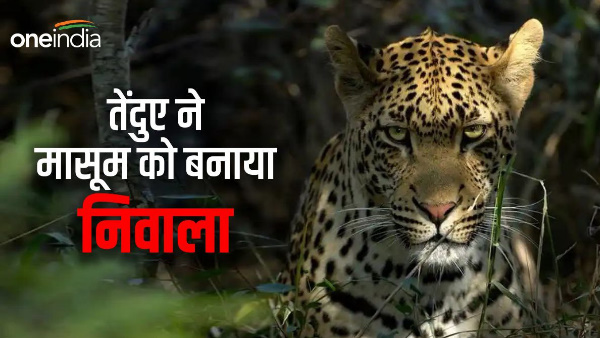 two year old innocent boy playing courtyard maternal home taken away by a leopard, due to the terror of the henchman,