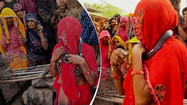 Cobra Snake Reincarnation or superstition