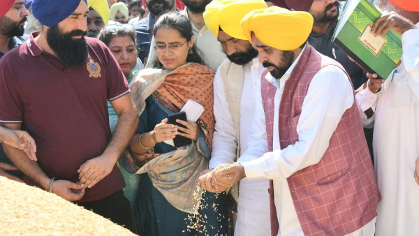 पंजाब: पूसा-44 किस्म की धान की फसल की बुआई पर लगाई रोक