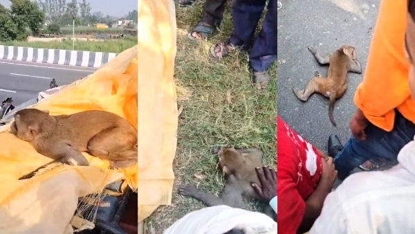 viral video of monkey crying when his human friend died in amroha of UP viral video of monkey crying when his human friend died in amroha of UP