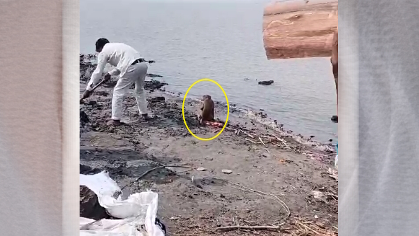 viral video of monkey crying when his human friend died in amroha of UP viral video of monkey crying when his human friend died in amroha of UP