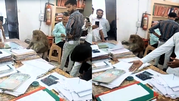 Video of monkey checking files went viral in registry department of Saharanpur 