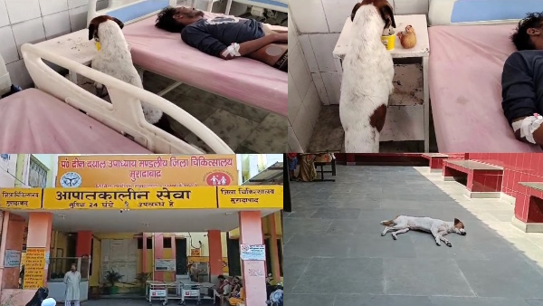 viral video of moradabad district hospital where dogs eating food given to patients