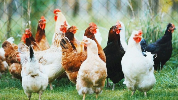 Chhattisgarh Chhattisgarh