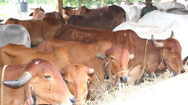 Maharajganj