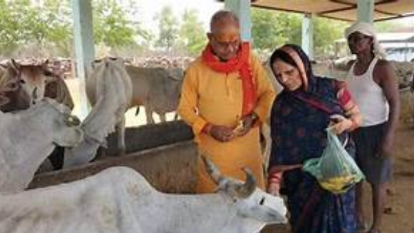 निराश्रित गोवंश 