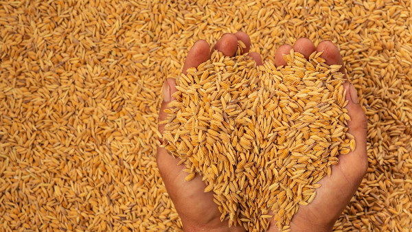 पंजाब: मंडियों में फसलों की खरीद शुरू, धान लेकर पहुंचे किसान