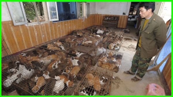 Police rescue 1,000 cats in china Police rescue 1,000 cats in china