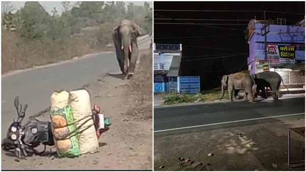 terror-of-elephants-in-dark-of-night-anuppur-mp