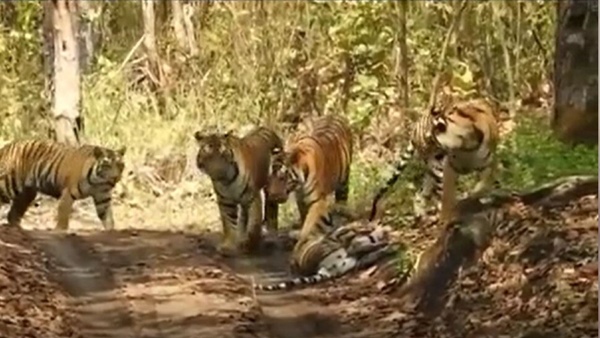 Tourist-tigress-Naina-family-in-Kanha-National-Park