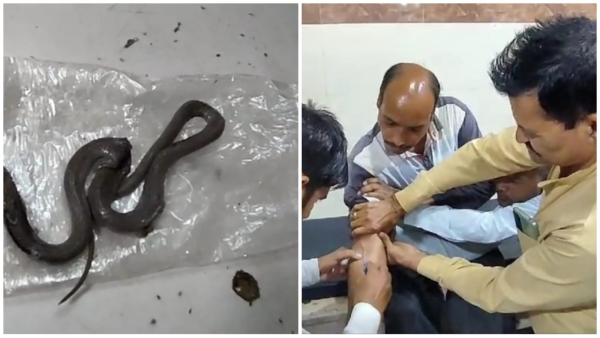 A young man was bitten by a snake in Mudiya Khera, the victim was crushed and taken to the hospital.