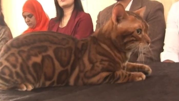 Domestic and foreign cats worth lakhs of rupees entered the cat show, 200 species participated.