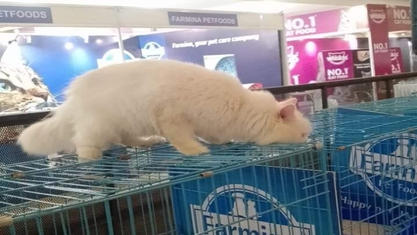 Domestic and foreign cats worth lakhs of rupees entered the cat show, 200 species participated.