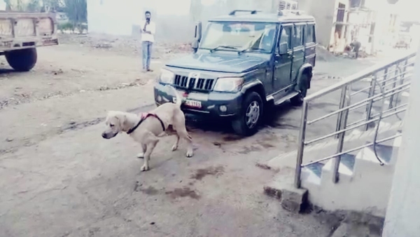 CCTV video of incident with Pakistani bully dog ​​surfaced, hanged by training staff in Misrod