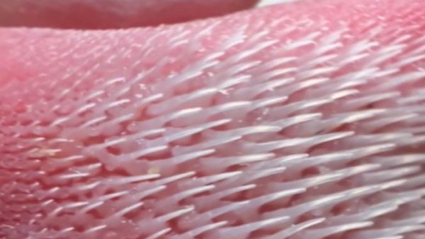 video goes viral of cat tongu