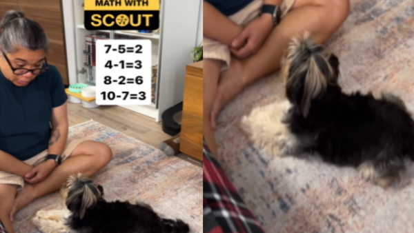 dog answering math questions