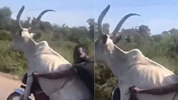Man riding bike with bull 