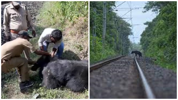 Anuppur-Two-cubs-including-female-bear-died-on-rail-track