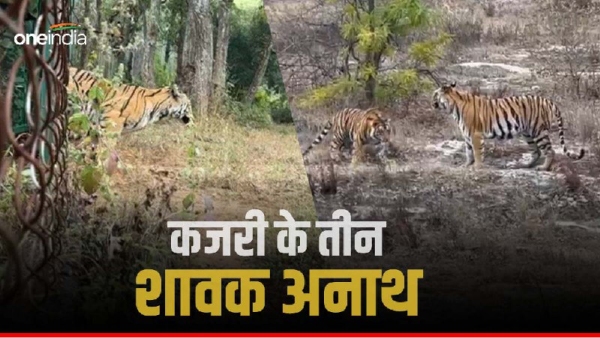 Bandhavgarh Tiger Tigress Kajri Bandhavgarh Tiger Tigress Kajri