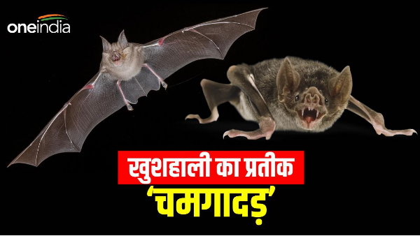 In this village, people consider bats as the form of goddess, villagers have a unique belief Bihar News