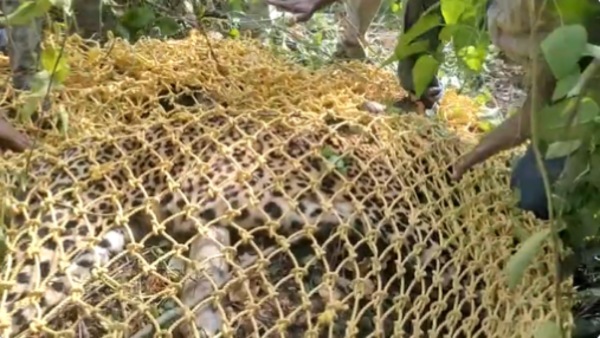 Bengaluru Leopard Shot