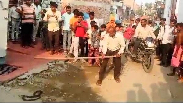 action will be taken after Postmortem of snake after video goes viral in budaun