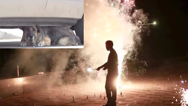 Dogs become ferocious on Diwali because of firecrackers and bit 200 people in Lucknow