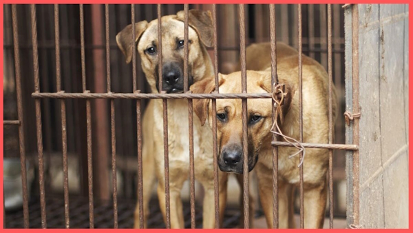 South Korea Plans Ban On Dog Meat