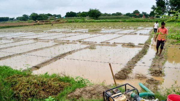 Gujarat Rainfall