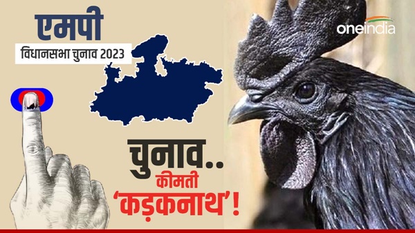 MP-Chunav-Increases-Kadaknath-Chicken-Demand-in-mp 