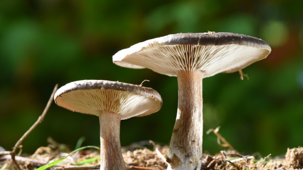 Mushroom production in Odisha