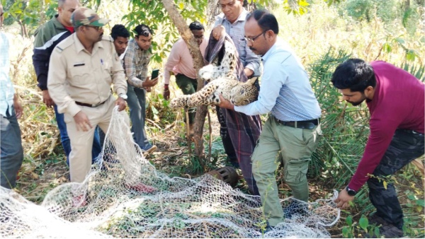 The leopard which became