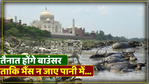 agra-buffalo-should-not-go-into-water-bouncers-will-be-deployed-on-the-banks-of-yamuna-river