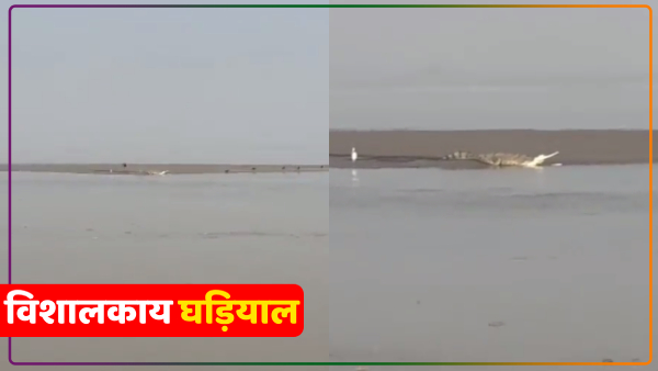 giant-crocodile-seen-at-guptar-ghat-in-ayodhya-watch-video