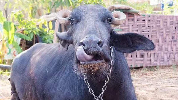 Sarpanch 2 buffalo stolen