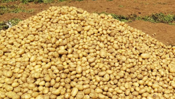 Cold-store-centric potato cultivation