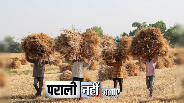 parali punjab news