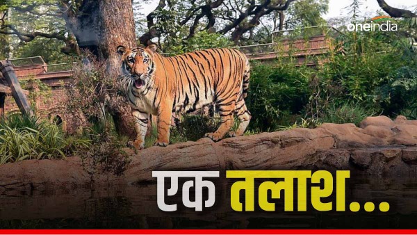 royal bengal tiger from maharashtra to odisha royal bengal tiger from maharashtra to odisha