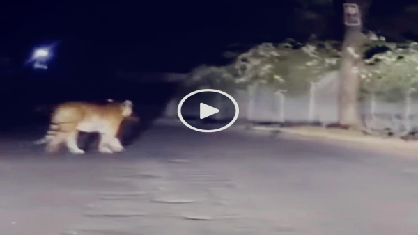 The cub gave sleepless nights to forest department, tiger was roaming near Ajay Singh house