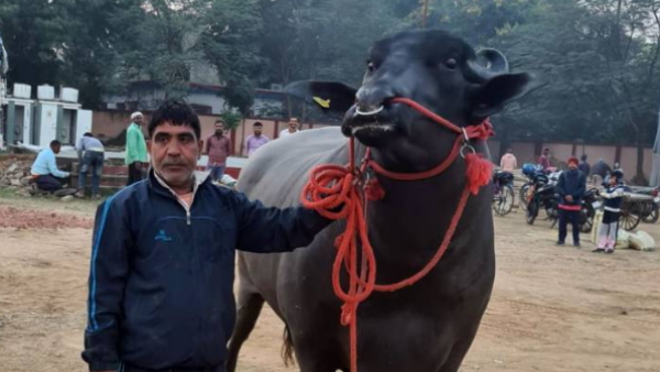 Bihar cattle expo
