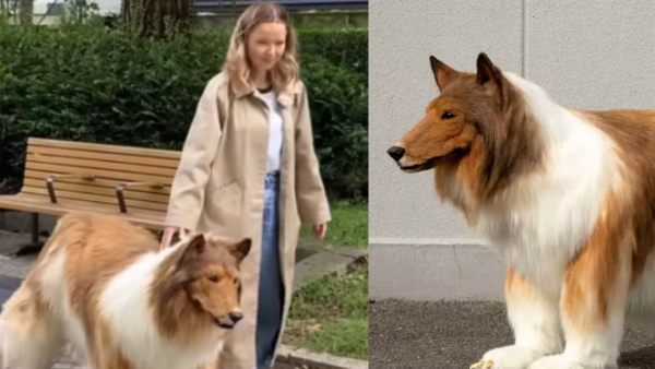 Japanese man toco become dog 