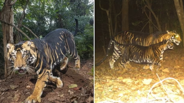 black tiger