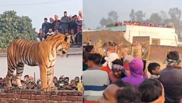 Tiger 