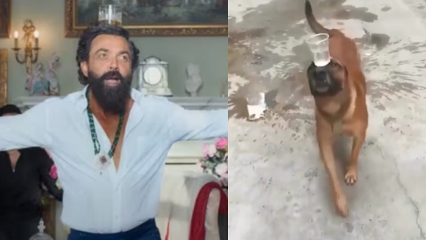 Bobby Deol animal song 