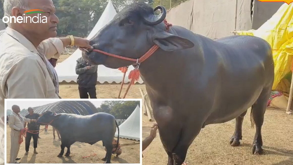 Bihar cattle expo