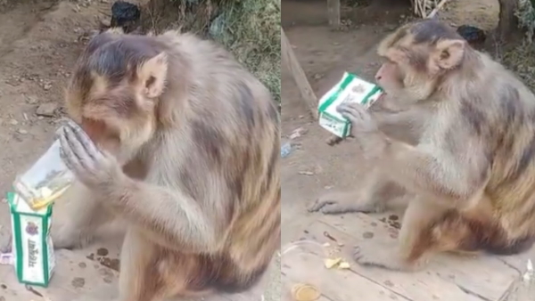 Uttar Pradesh monkey