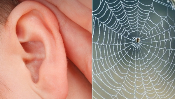 woman found spider nest in ear