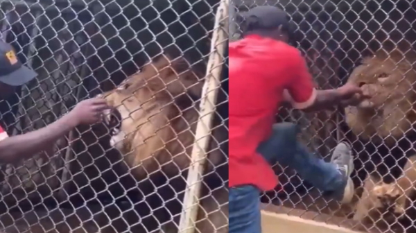 Man taunts a lion in zoo